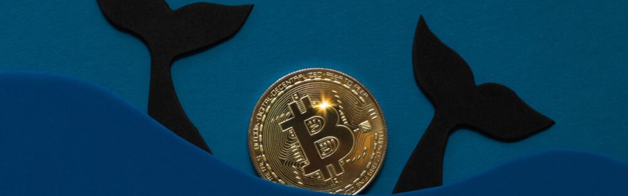 Bitcoin Whales Banner